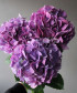 Гортензия перпл, поштучно