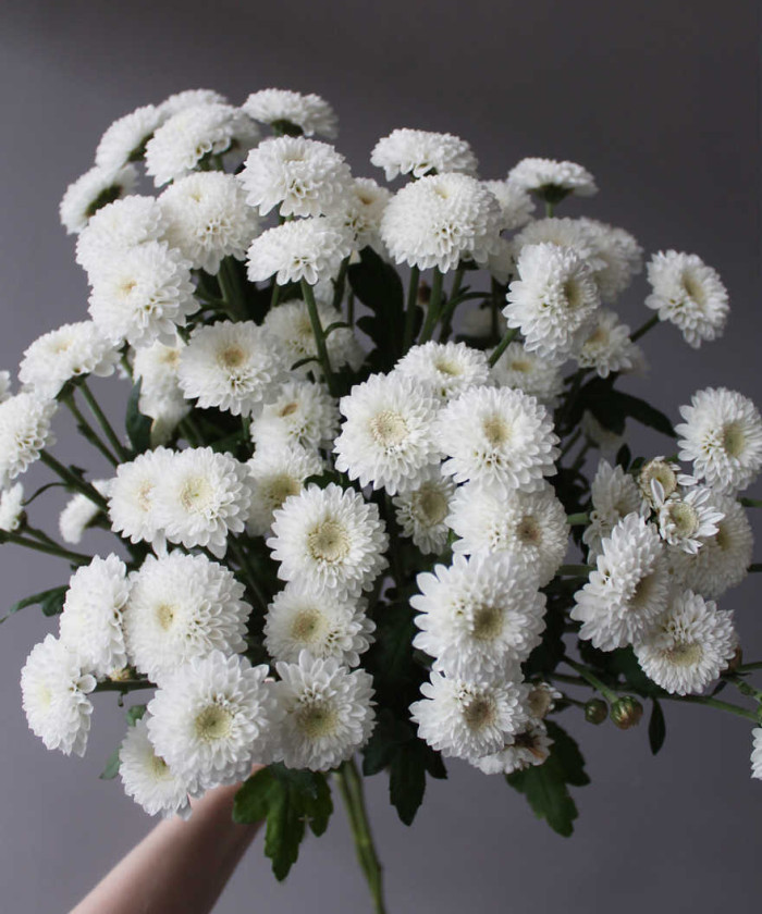 Ньютон (Коконат) кустовая хризантема, поштучно