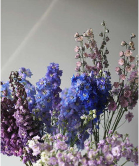 Дельфиниум, в ассортименте