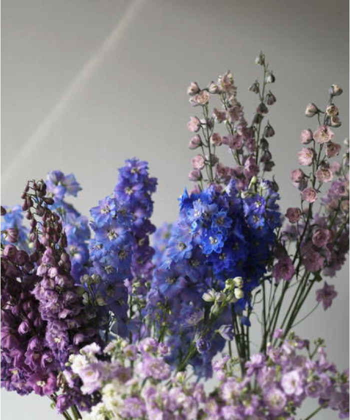 Дельфиниум, в ассортименте, поштучно