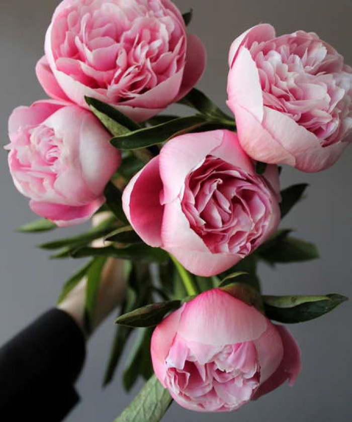 Пионы Этчет Сальмон, поштучно