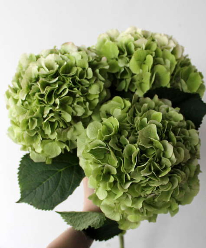 Гортензия зелёная, поштучно