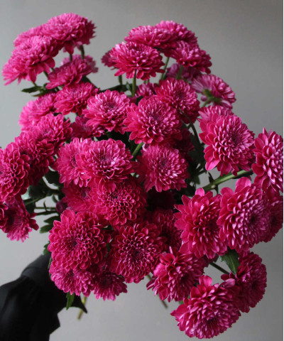 Лолипоп Перпл кустовая хризантема