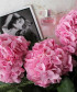 Гортензия розовая Верена пинк, поштучно