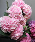 Гортензия розовая Верена пинк, поштучно
