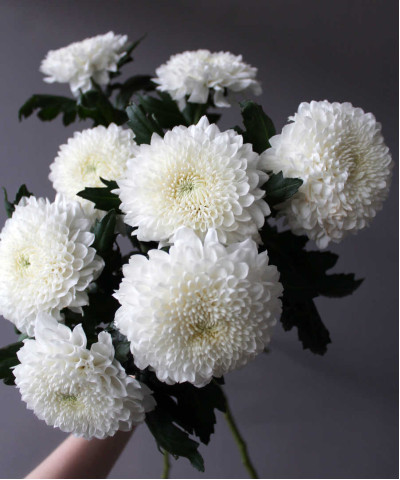 Хризантема Эвиданс одноголовая белая, поштучно