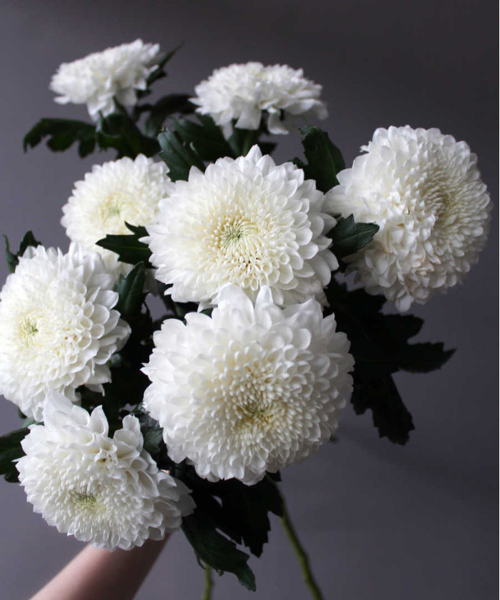 Хризантема Эвиданс одноголовая белая, поштучно