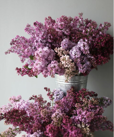 Сирень, поштучно