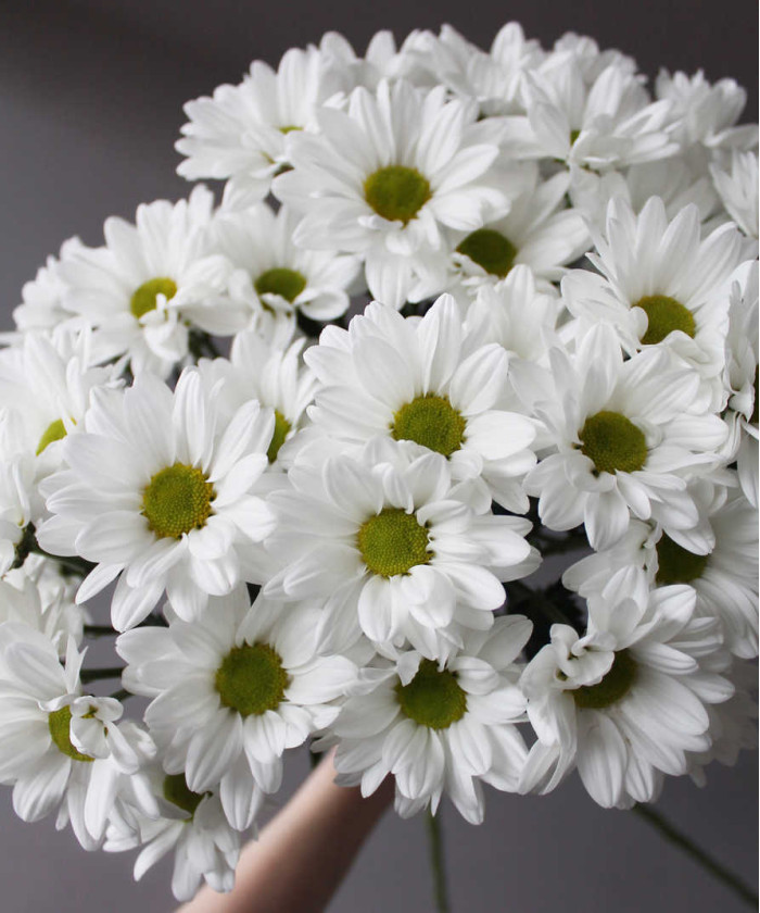 Хризантема кустовая Кеннеди белая, ромашковая, поштучно