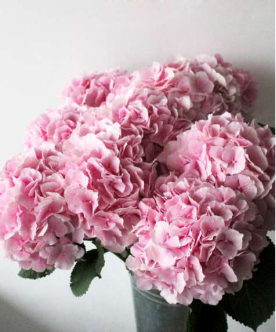 Гортензия розовая Верена пинк, поштучно