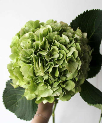 Гортензия зелёная