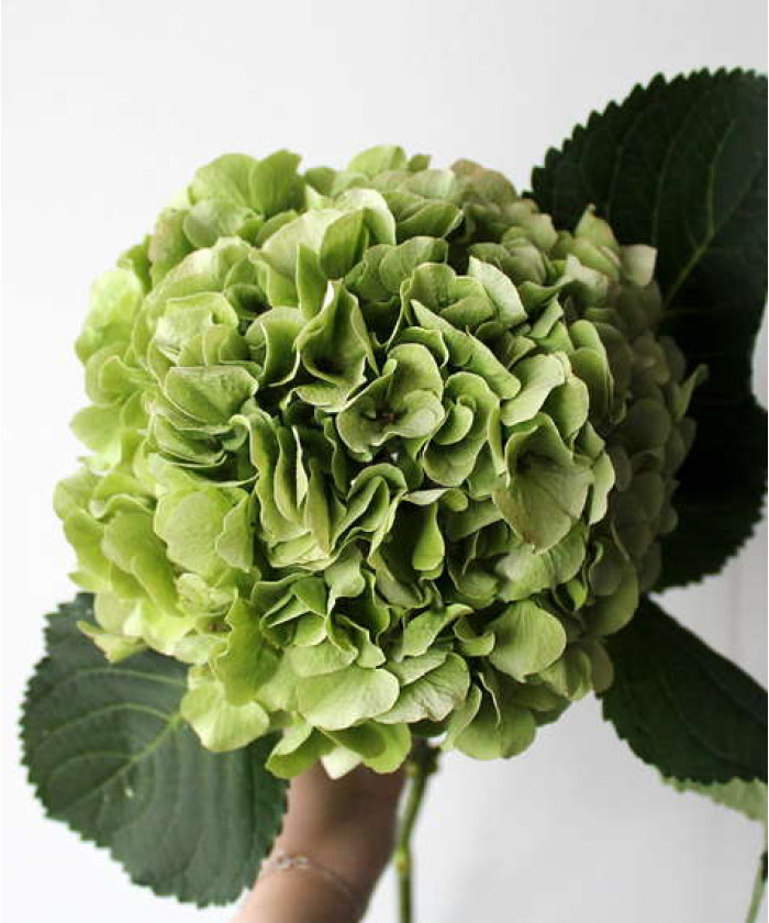 Гортензия зелёная, поштучно