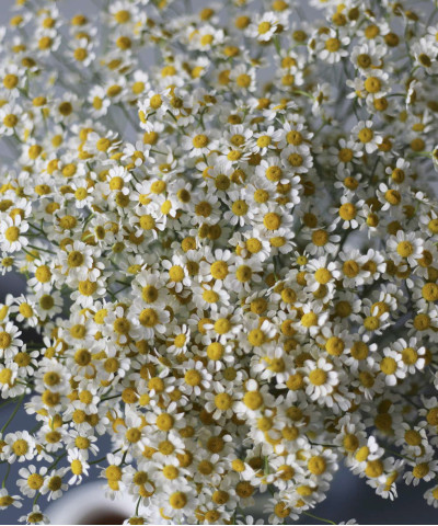 Танацетум матрикария