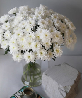 Хризантема кустовая крашеная светло-жёлтая и кремовая