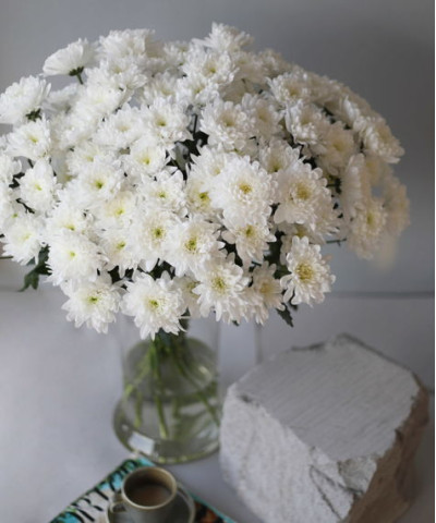 Хризантема кустовая крашеная светло-жёлтая и кремовая