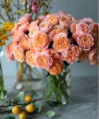 Джульетта кустовая пионовидная роза