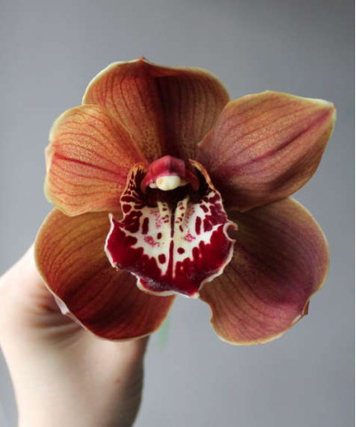 Цимбидиум орхидея, 1 бутон