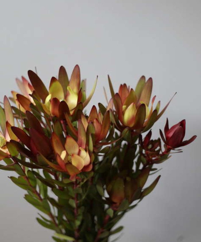 Леукодендрон Сафари сансет, поштучно