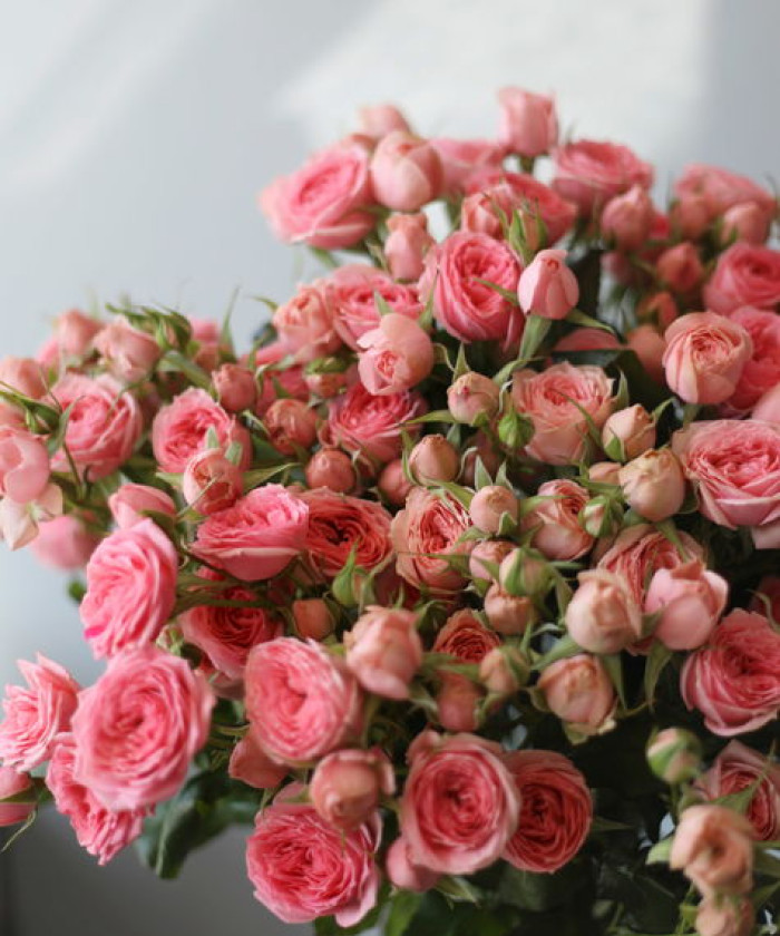 Свит Деменшн кустовая розовая роза, поштучно