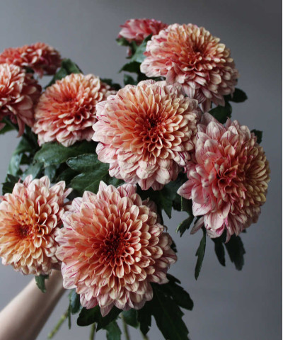 Хризантема Пип Салмон одноголовая