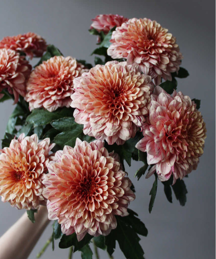 Хризантема Пип Салмон одноголовая, поштучно