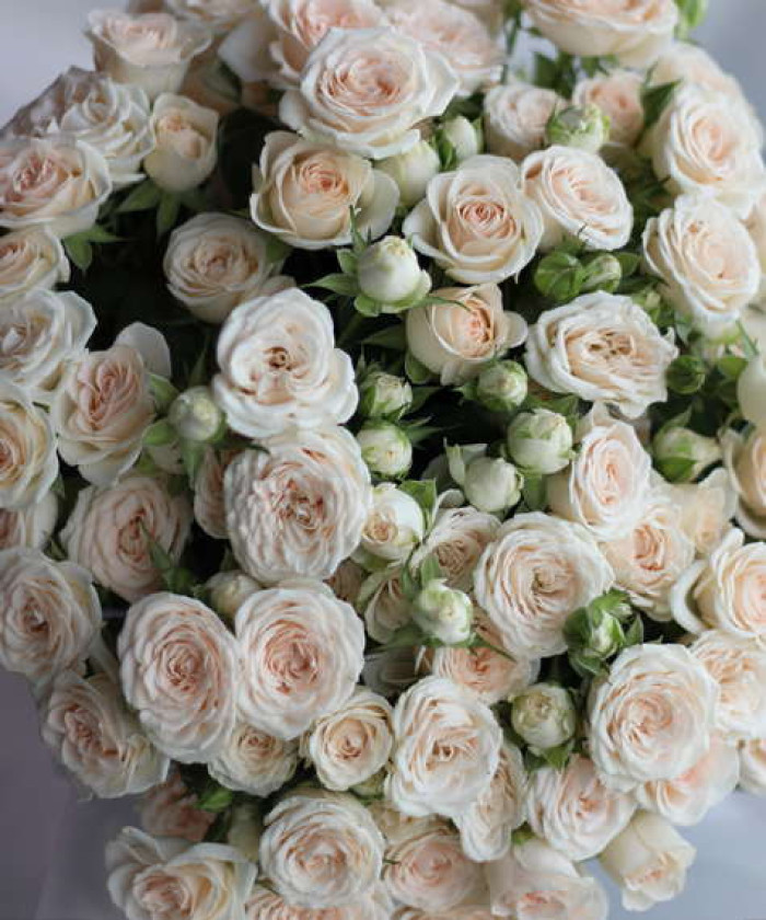 Софи кустовая кремовая роза, поштучно