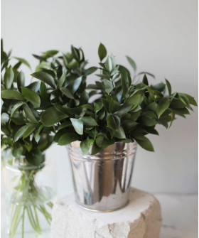 Рускус Израиль