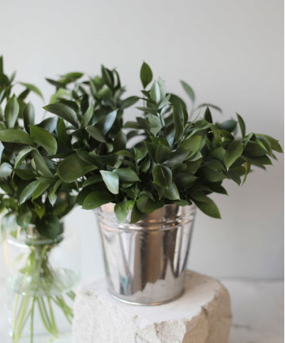 Рускус Израиль