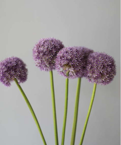 Аллиум, в ассортименте