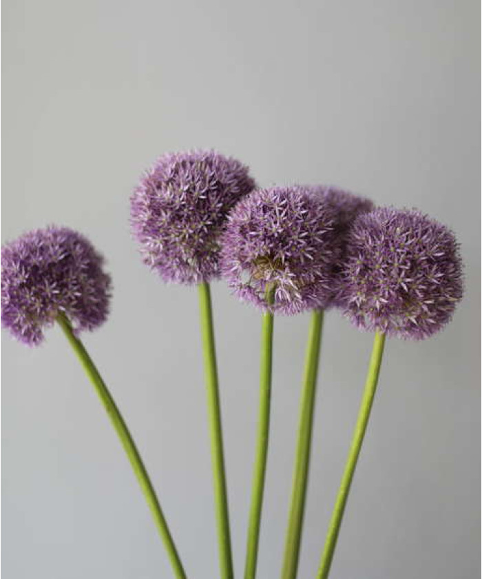 Аллиум, в ассортименте, поштучно