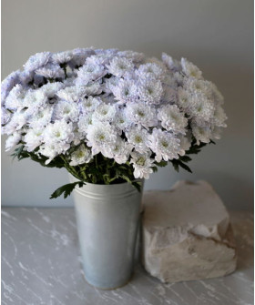 Хризантема кустовая крашеная черничная