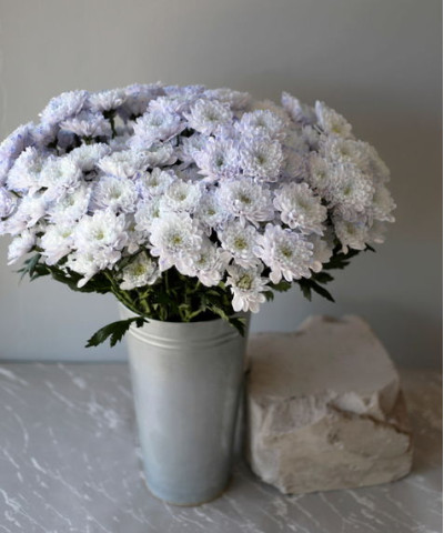 Хризантема кустовая крашеная черничная