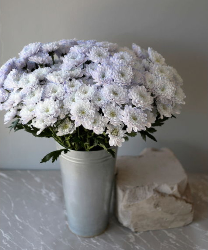 Хризантема кустовая крашеная черничная, поштучно