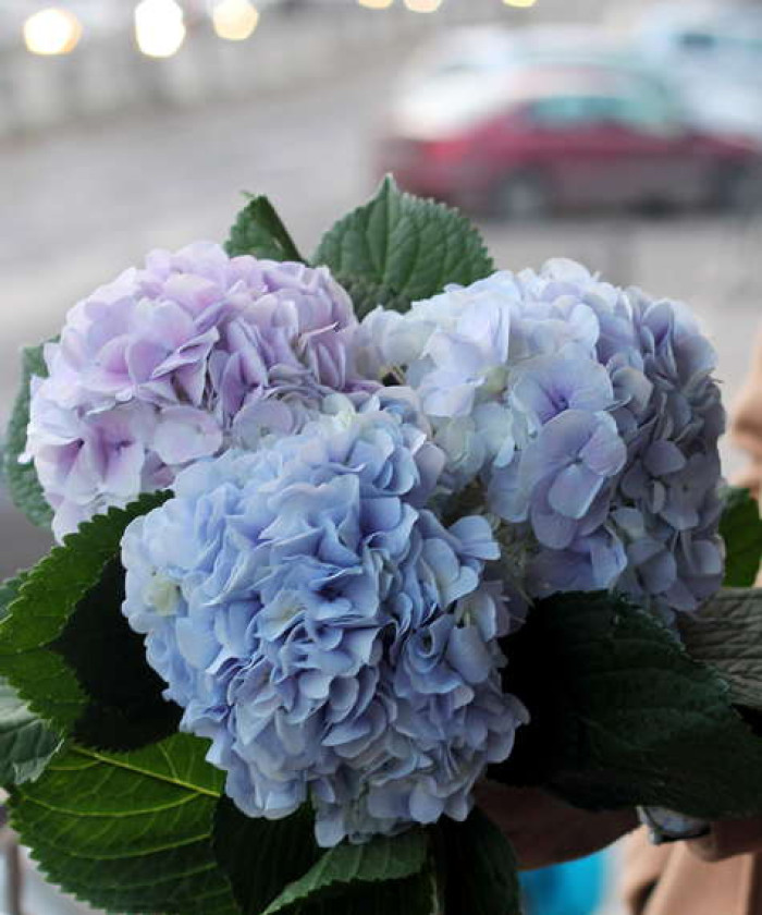 Гортензия голубая, поштучно