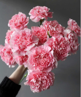 Диантусы розовые, в ассортименте