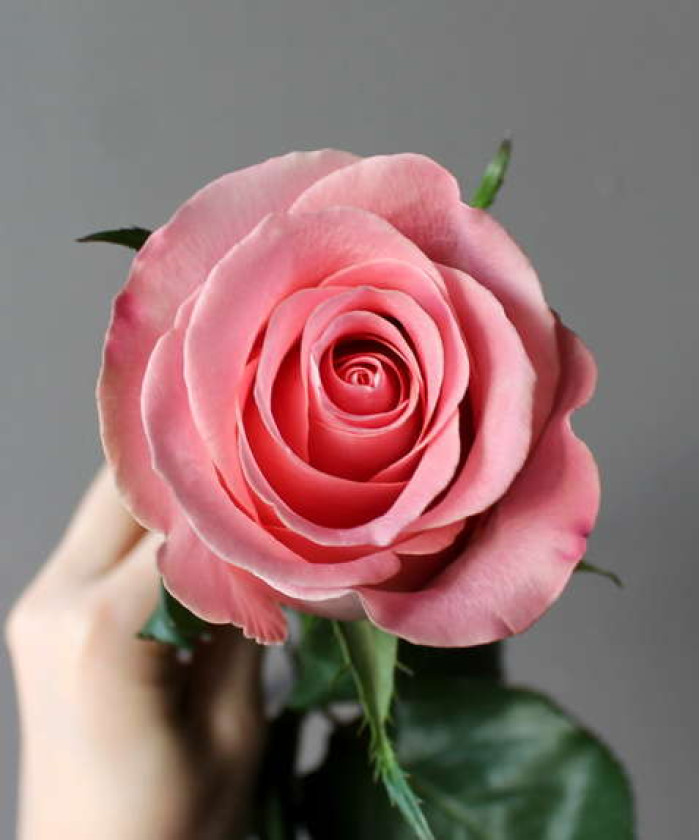 Роза Опала, поштучно