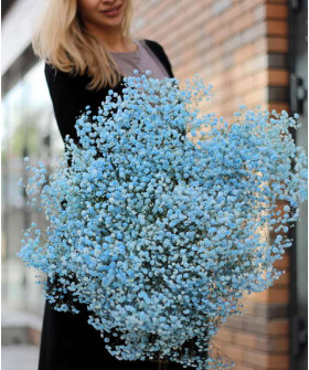 Гипсофила Голубая