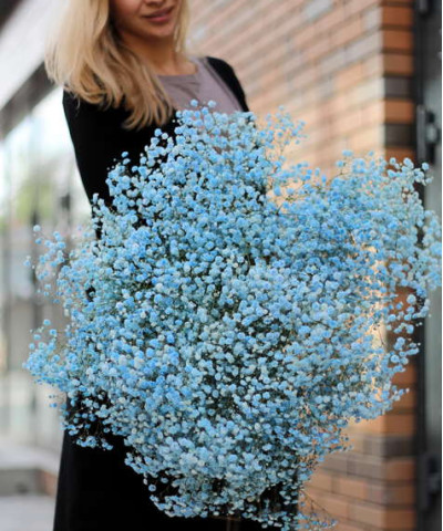 Гипсофила Голубая