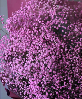 Гипсофила розовая