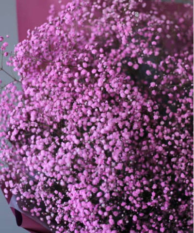 Гипсофила розовая