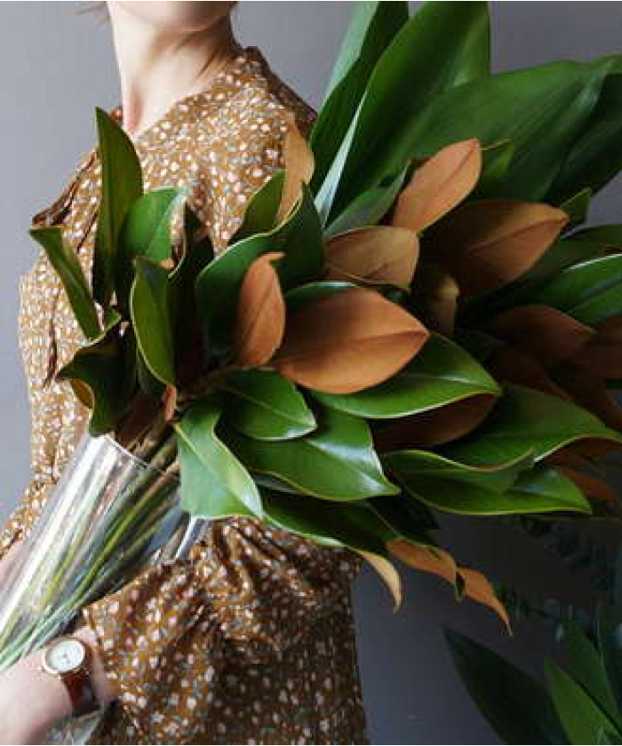 Листья Магнолии, ветки поштучно