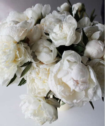 Пионы белые, в ассортименте, поштучно