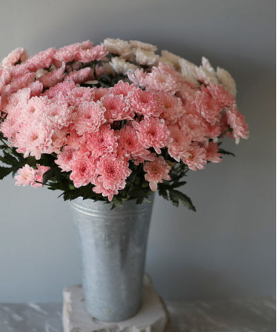 Хризантема кустовая крашеная, розовая, поштучно 