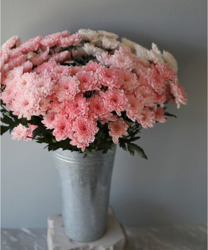 Хризантема кустовая крашеная, розовая, поштучно 