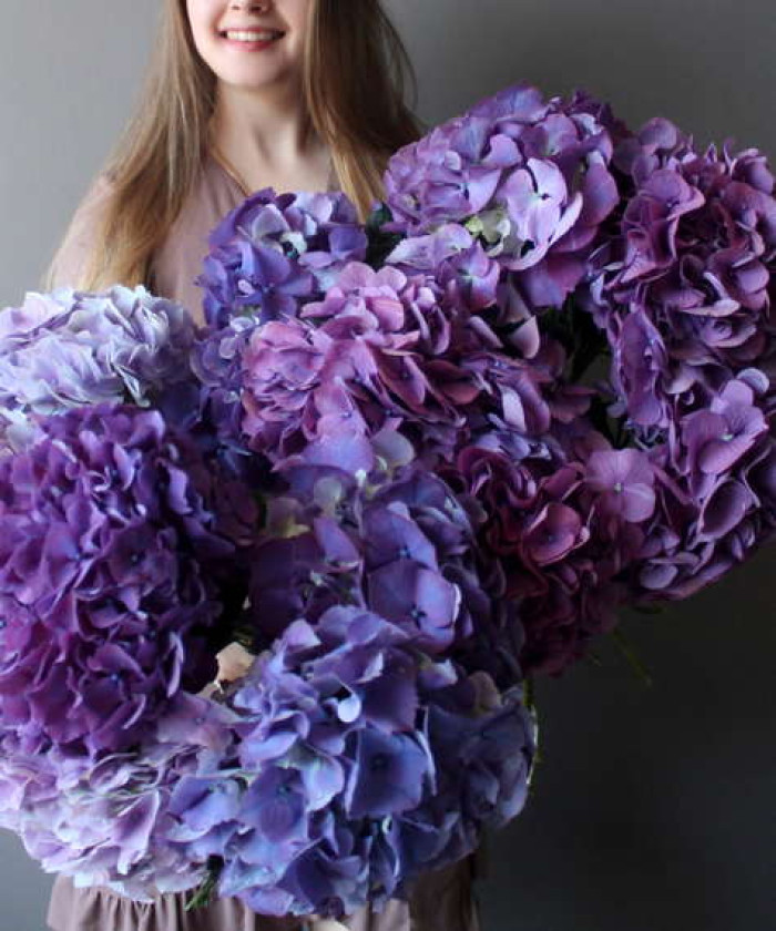 Гортензия перпл, поштучно