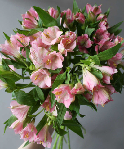 Альстромерия розовая, в ассортименте