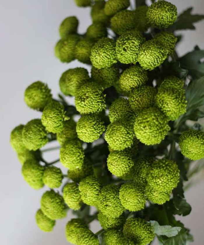 Хризантема кустовая Код Грин зелёная, поштучно