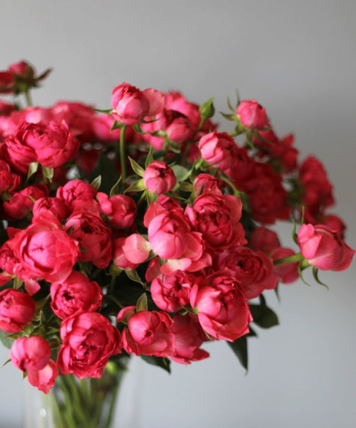 Джульетта цериз кустовая пионовидная роза, поштучно