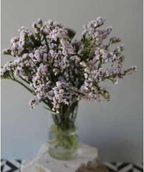 Статица сиреневая