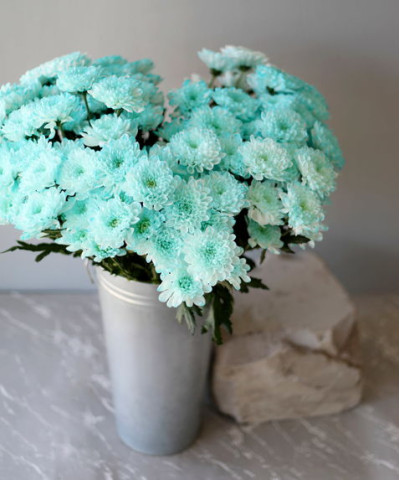 Хризантема кустовая крашеная голубая и аквамарин